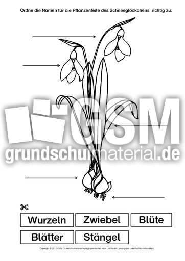 Schneeglöckchen-Bezeichnungen.pdf